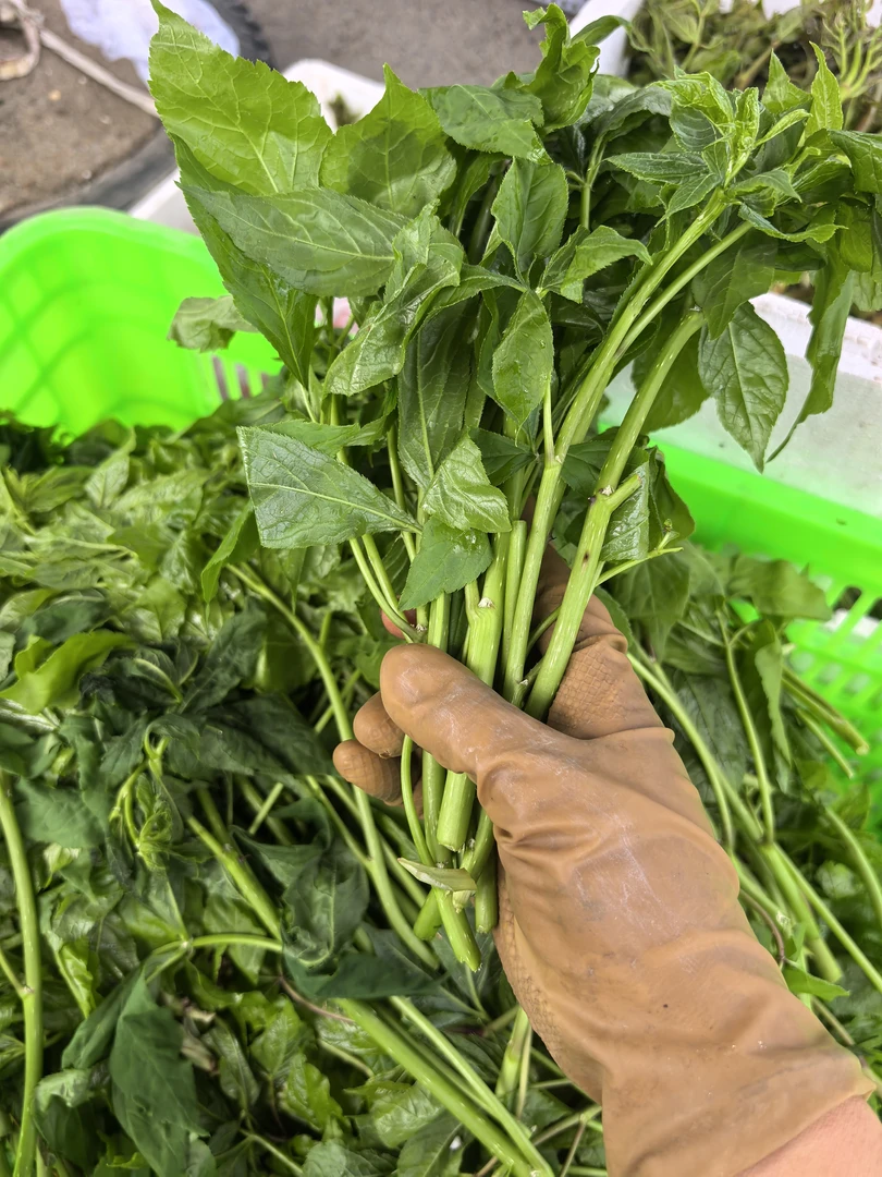 长白山新鲜刺五加吉林山野菜刺果棒包邮刺嫩芽