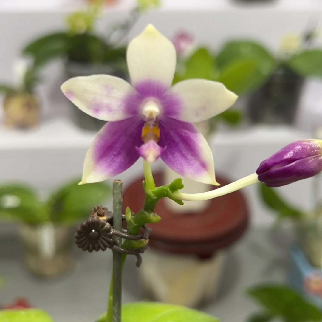 完全开放2.5寸杯BKH2248晕染褪色