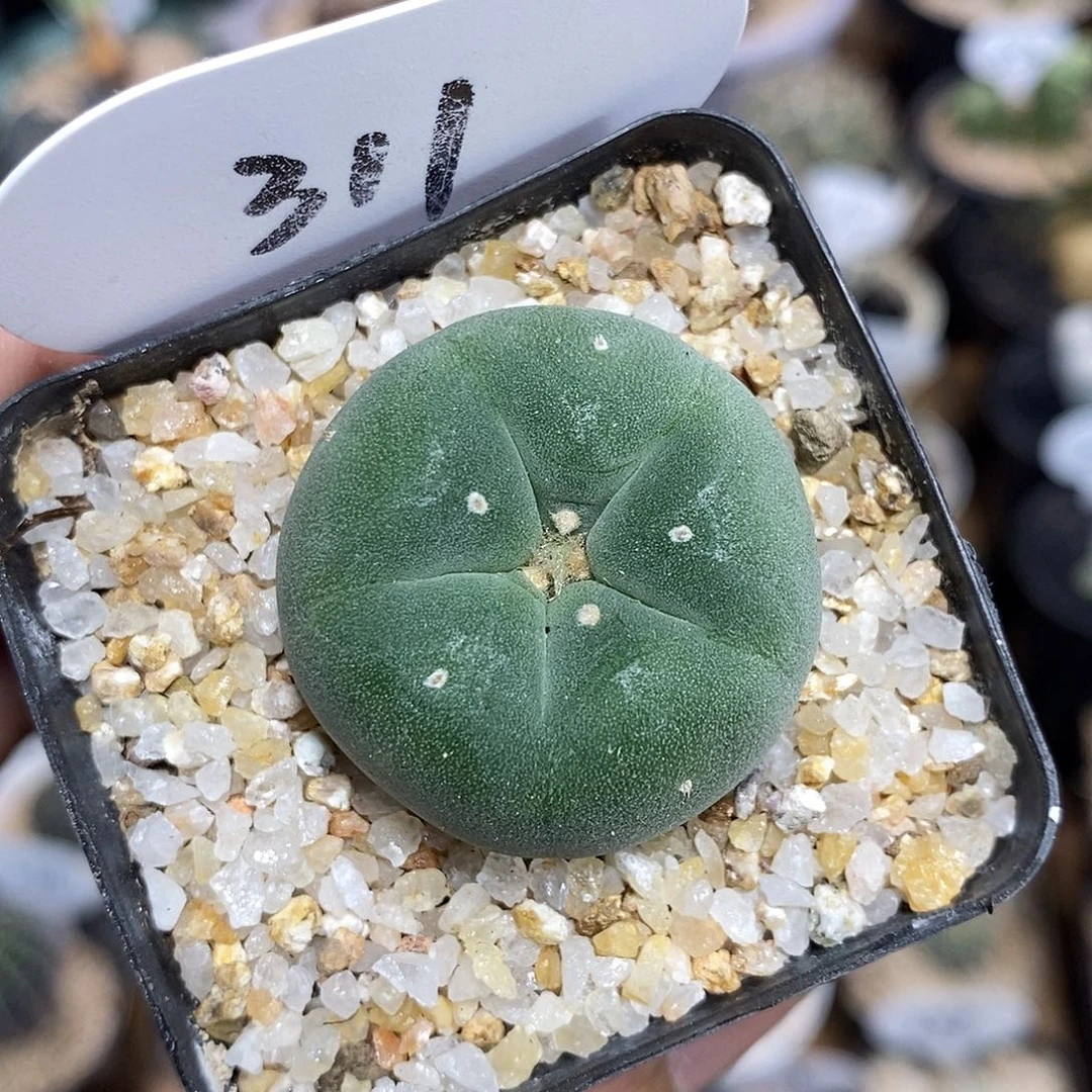 实生海鲜311号3.2cm