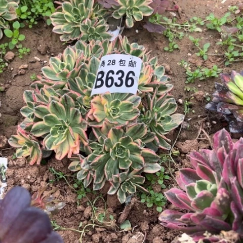 636甜茶不包断枝