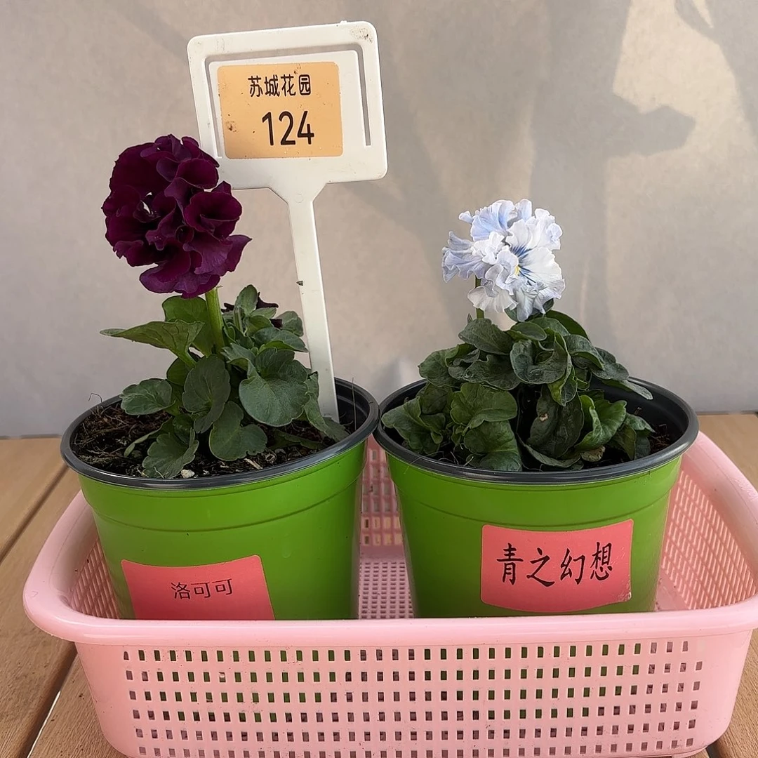 大部分开放少量花苞124