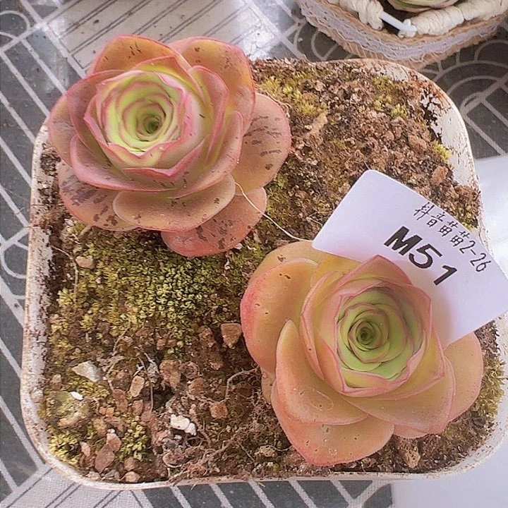 山地玫瑰多品种杂交51