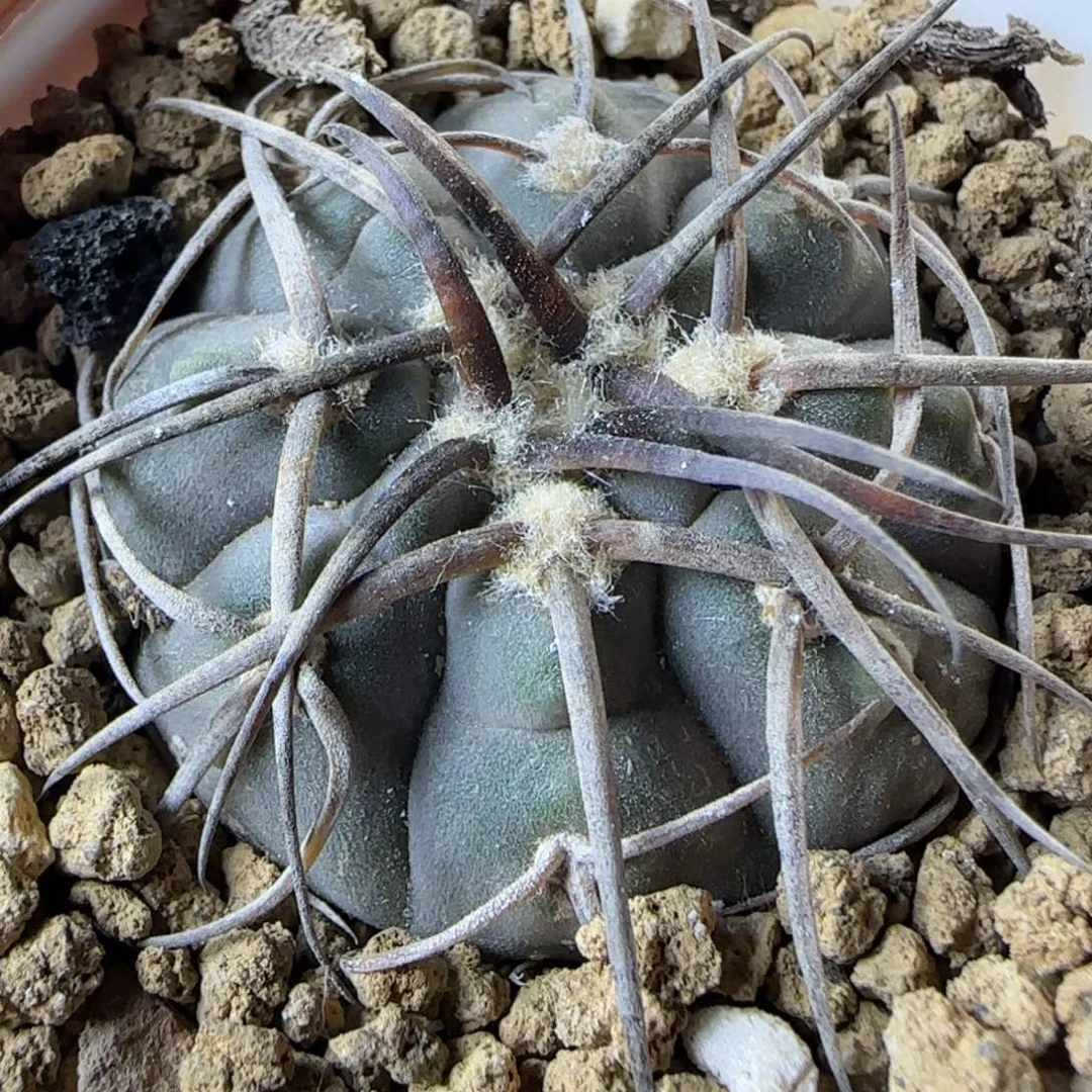 077实生3.9厘米输入度边光琳多肉