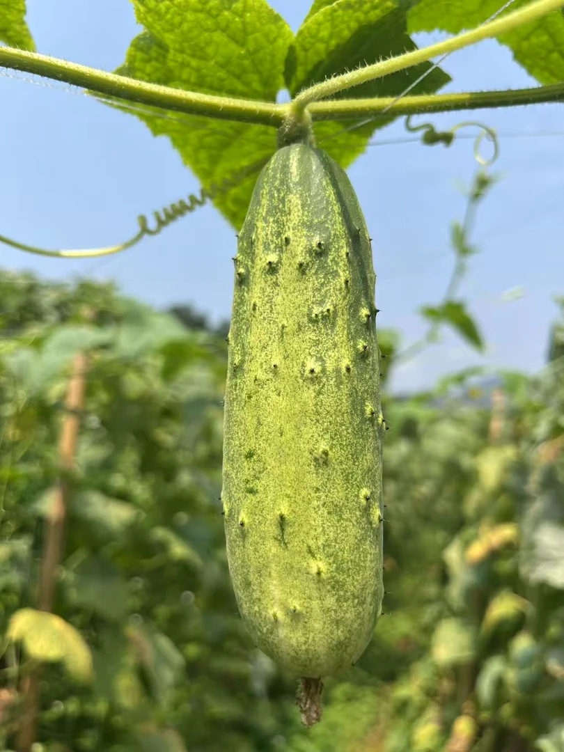 新鲜旱黄瓜现摘直发脆嫩爽口水果蔬菜生吃清甜多汁
