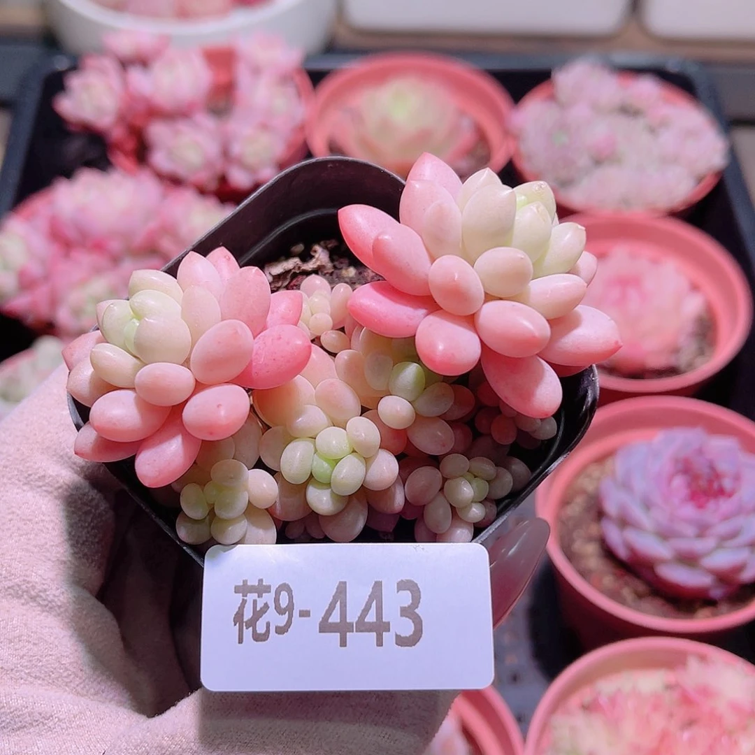 花利美9-443洛可可