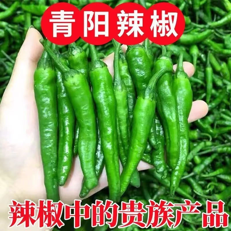 【助农优惠】青阳辣椒软薄皮香酥特辣虎皮椒青辣椒农家自种辣椒现摘