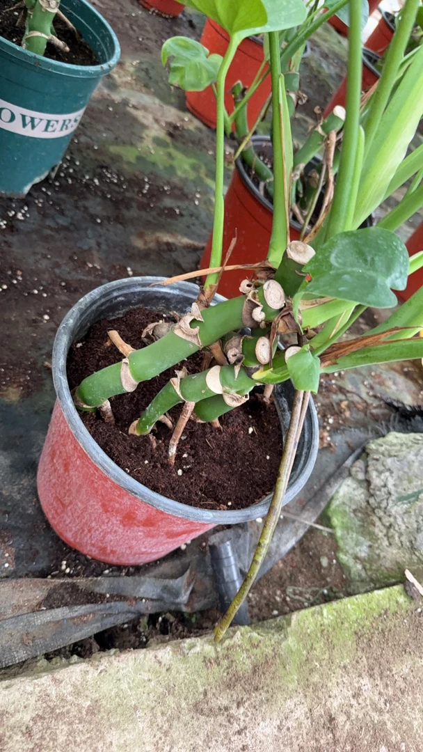 龟背老桩四季常青龙鳞客厅室内阳台桌面绿植花卉水培花卉水培绿植