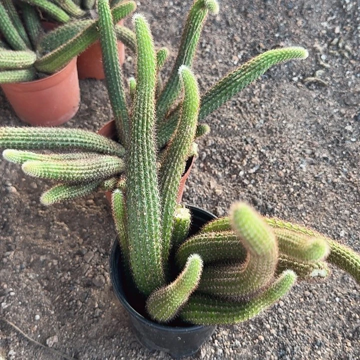 垂吊金妞微瑕（清货不售后）