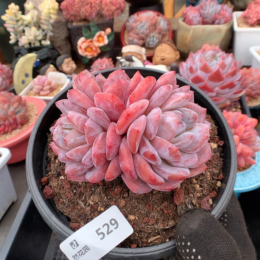 529梦露多肉植物36666