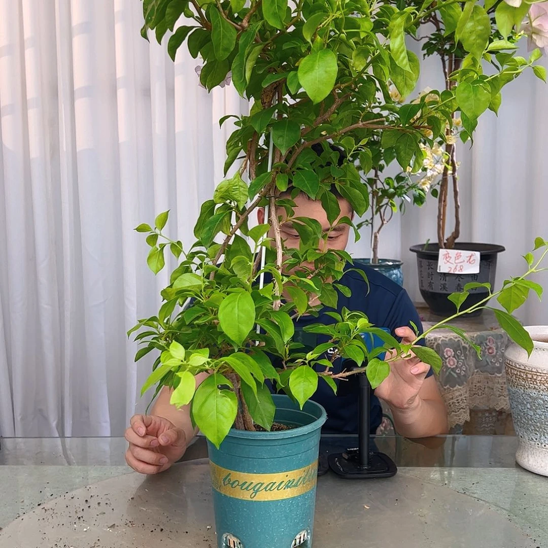 当前无花栽培后可以开花粉天使带竹一颗