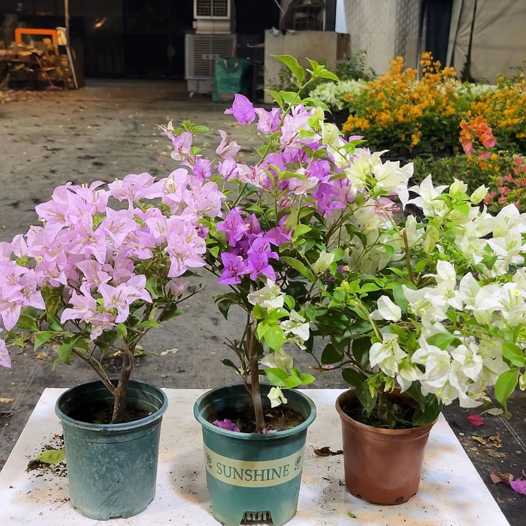 大部分花苞少量开放苹果花，雪紫，白雪