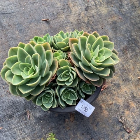 缘**你1750星娜塔多肉