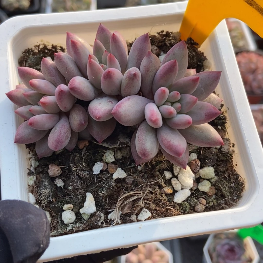 532金鱼姬多肉植物