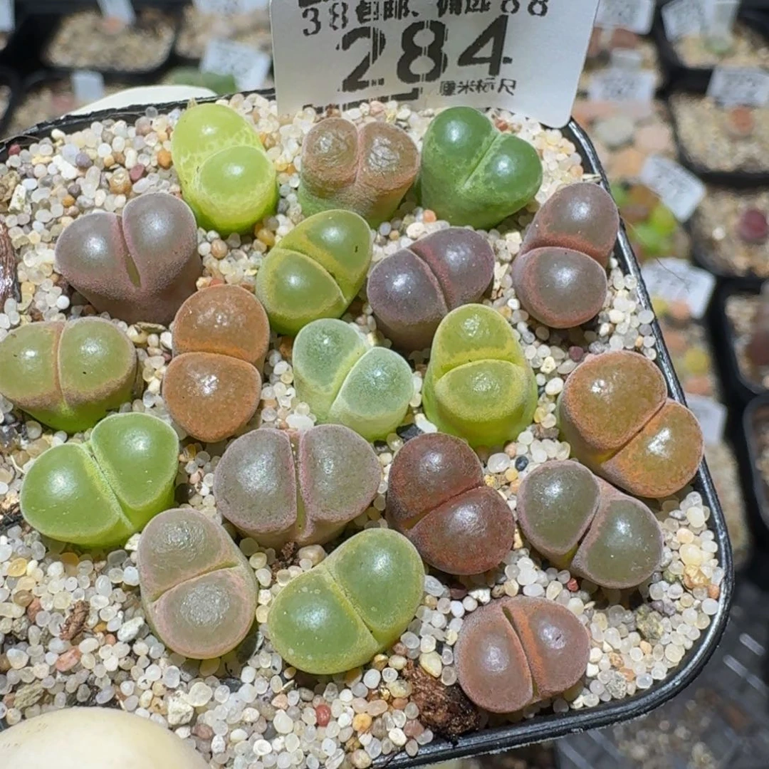 Zzzzz精品生石花284