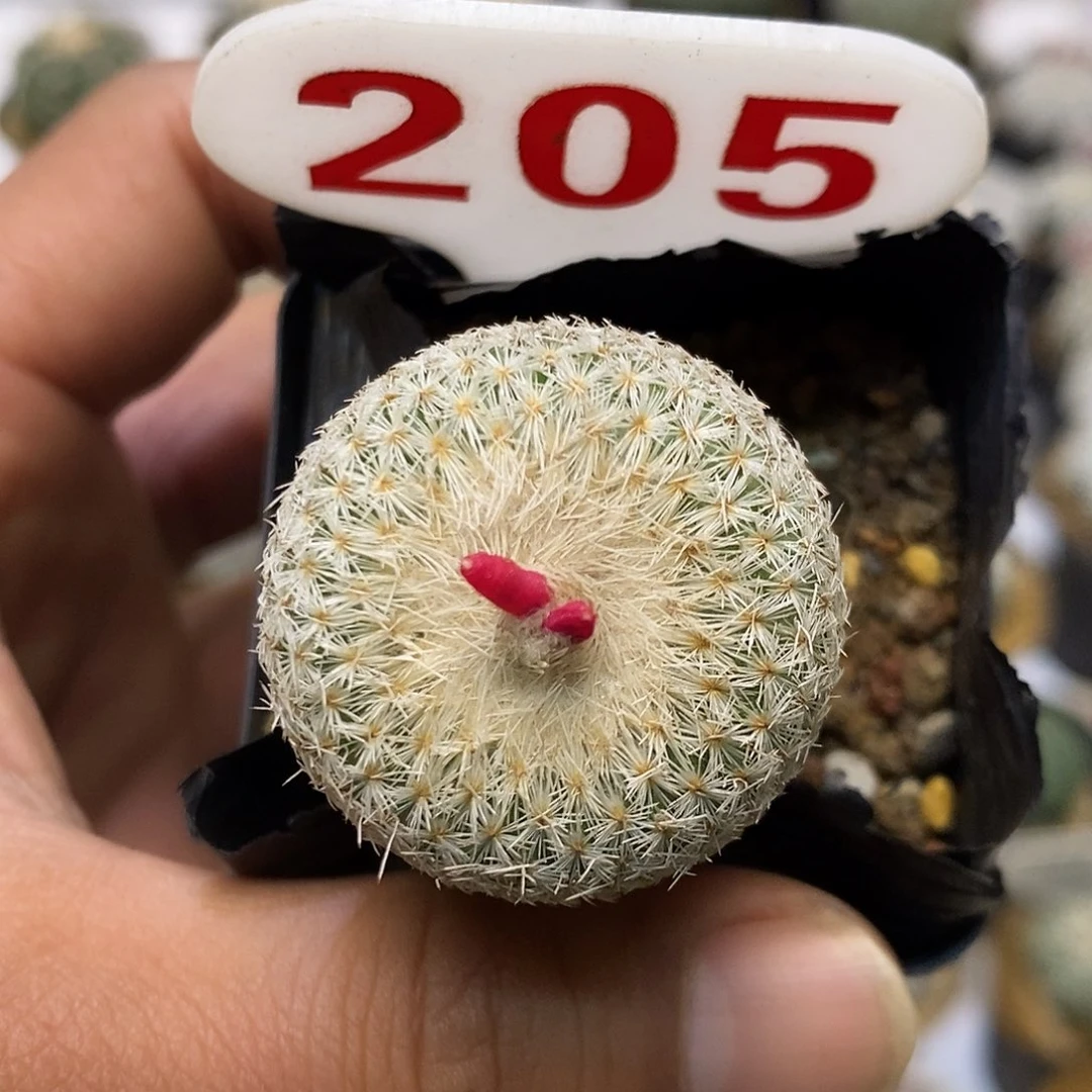 205福利特价特价路