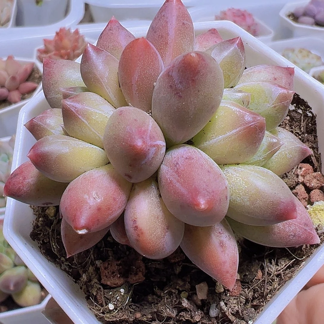 双头重楼19包邮多肉植物