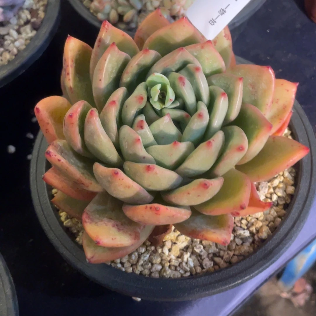 381Q橙单头多肉植物