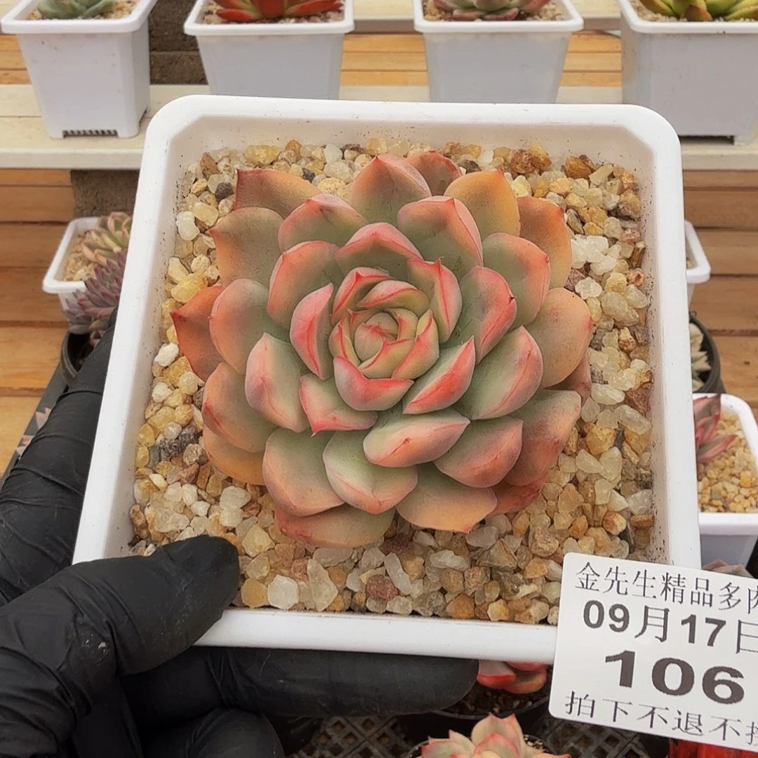 0917-106草莓蛋糕锦