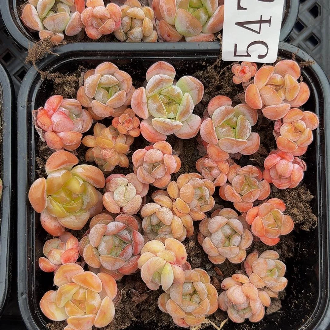 多肉植物多肉植物547