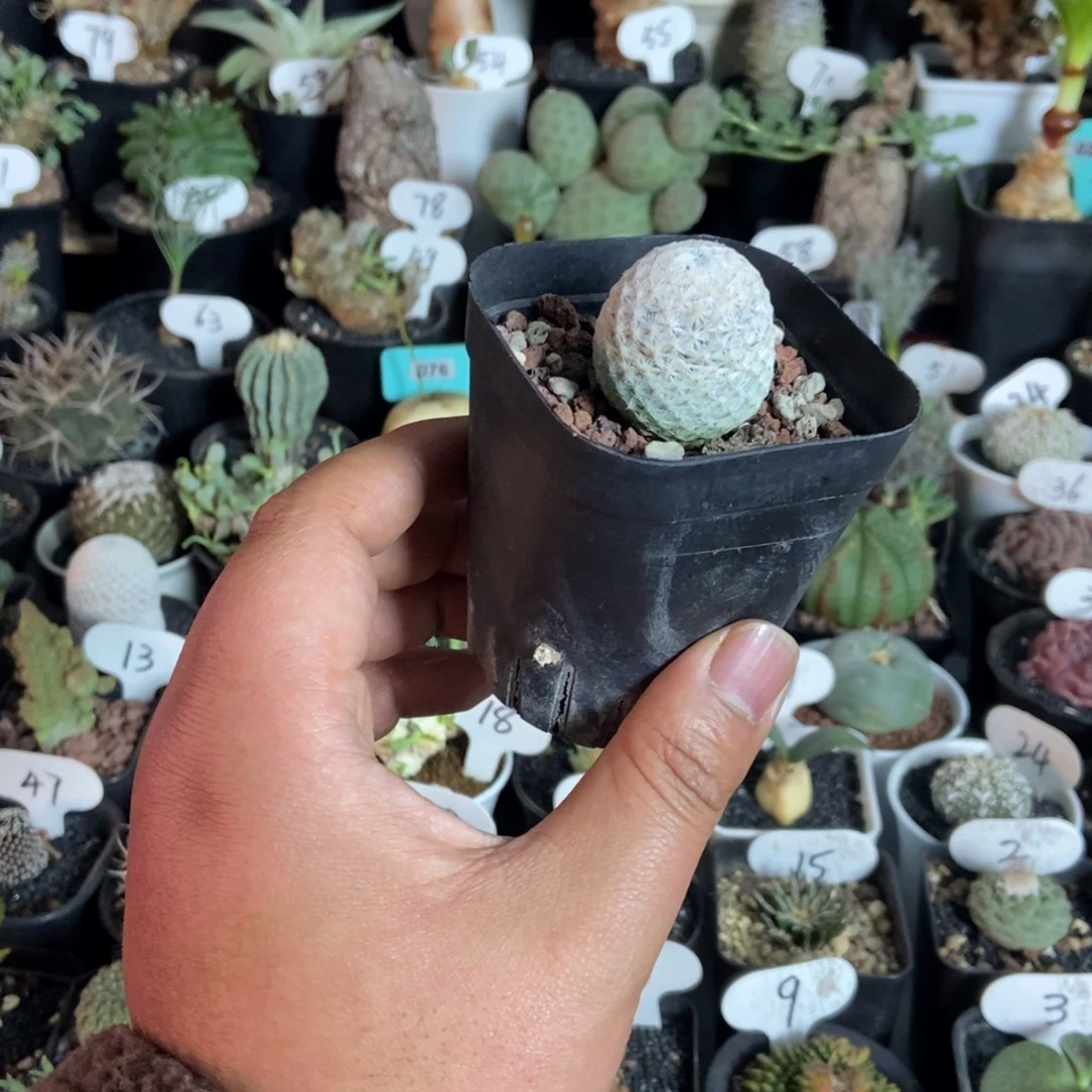 实生白鸟一物一拍