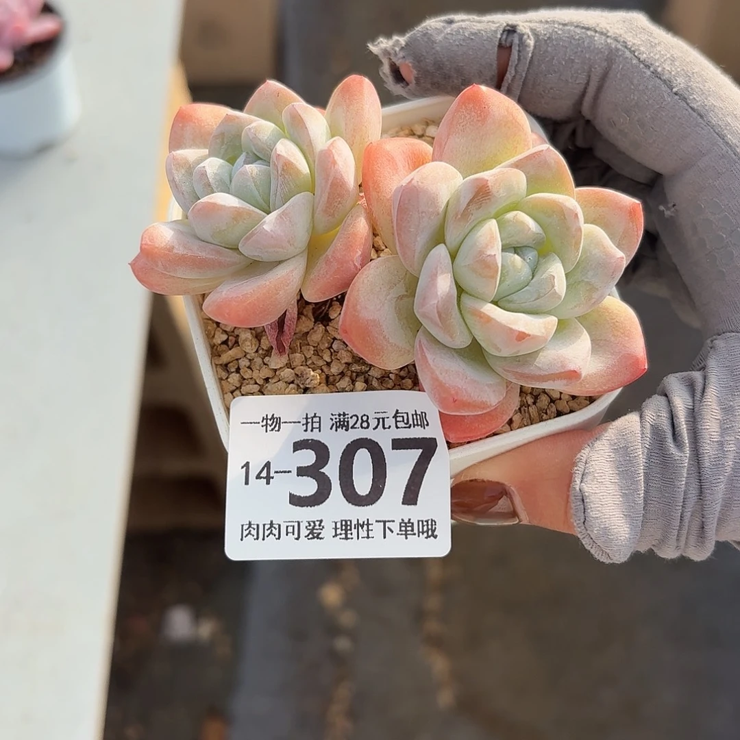 冰玉无盆土发货无盆