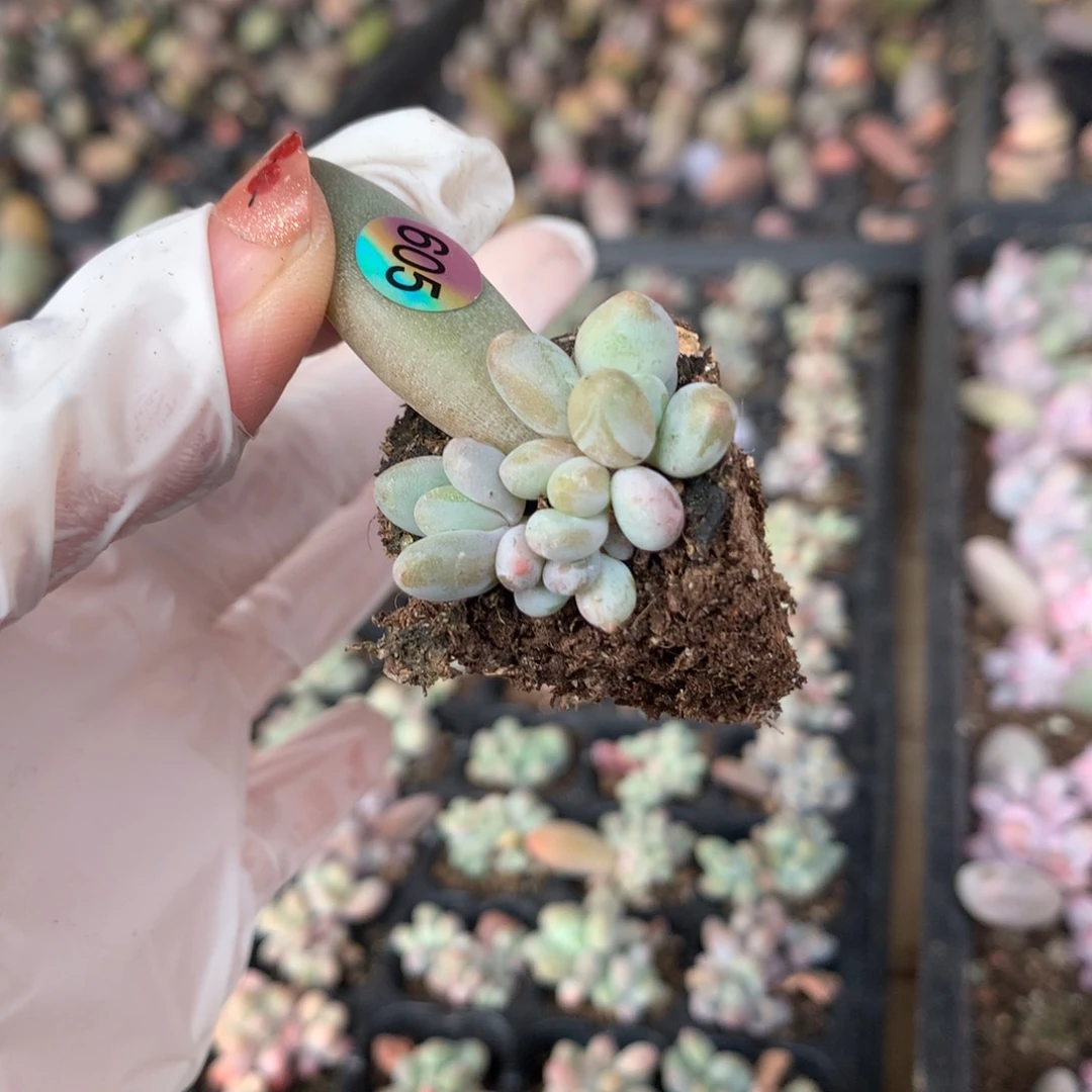 605 苹果奶酪多肉