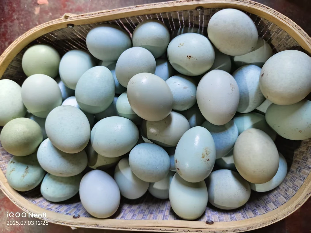 【乌鸡蛋50枚】顺丰包邮农家散养乌鸡蛋绿壳蛋跑山乌鸡蛋现捡现发