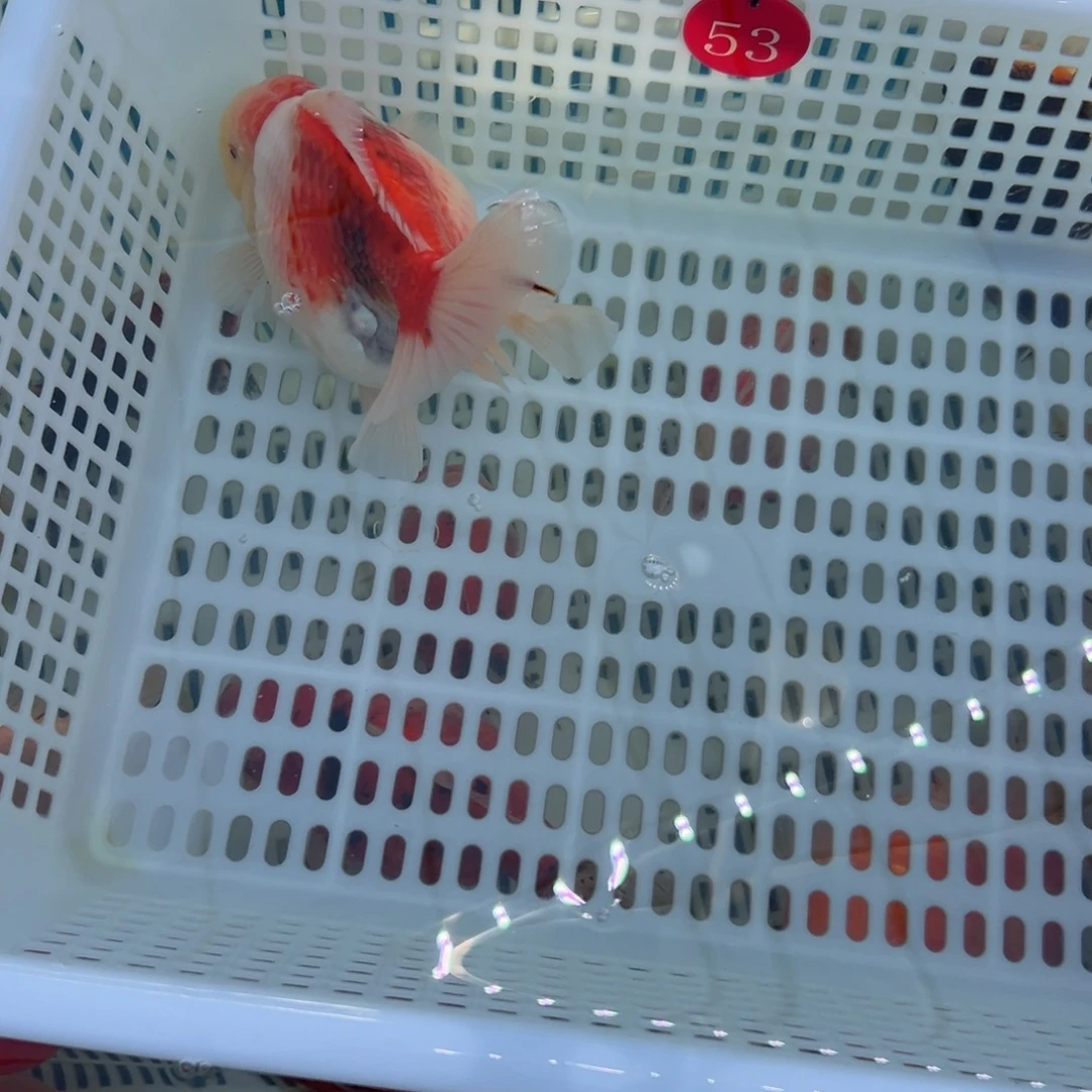 雄***鹰金鱼你好吗我好想你啊