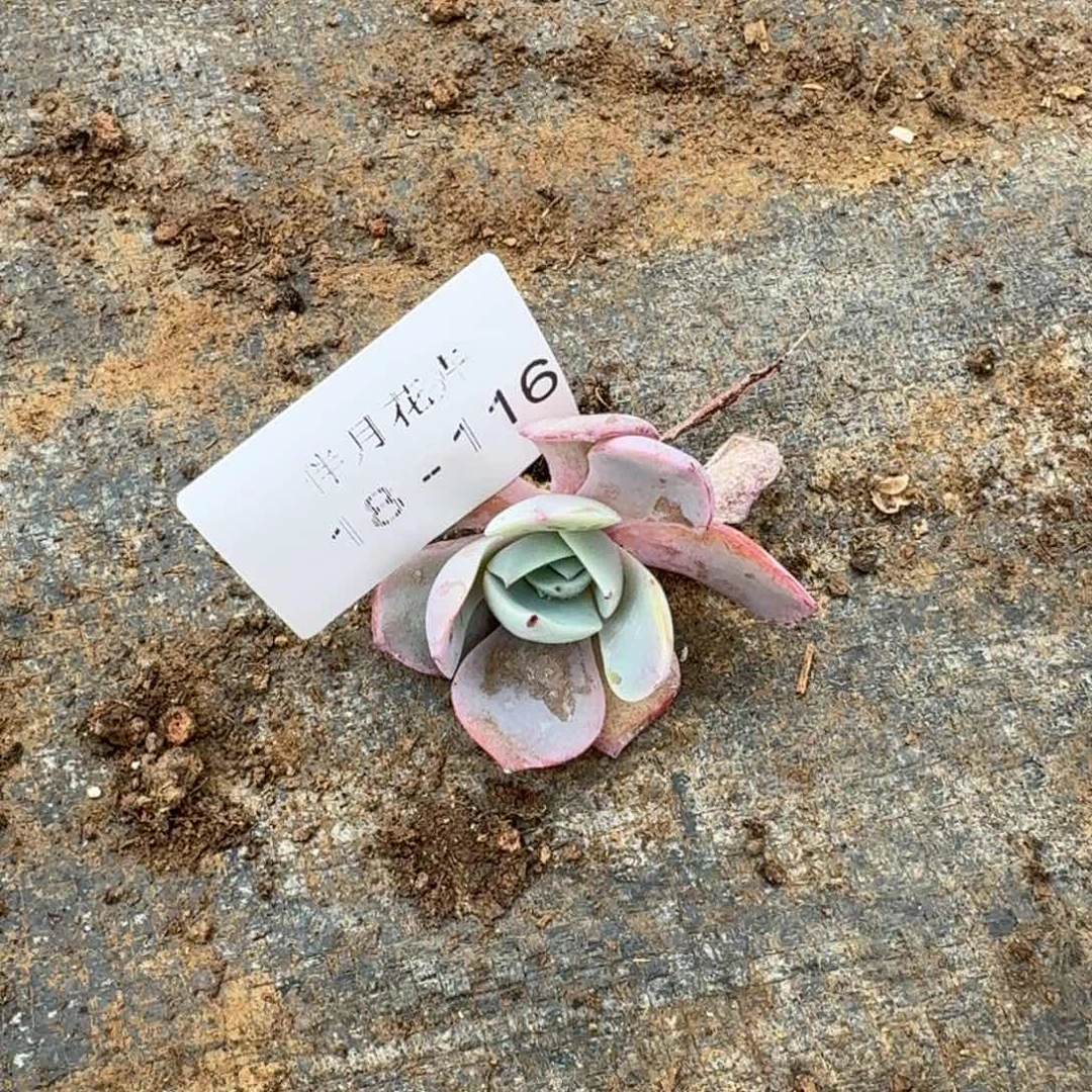 晚霞杂交一颗量拍18-116