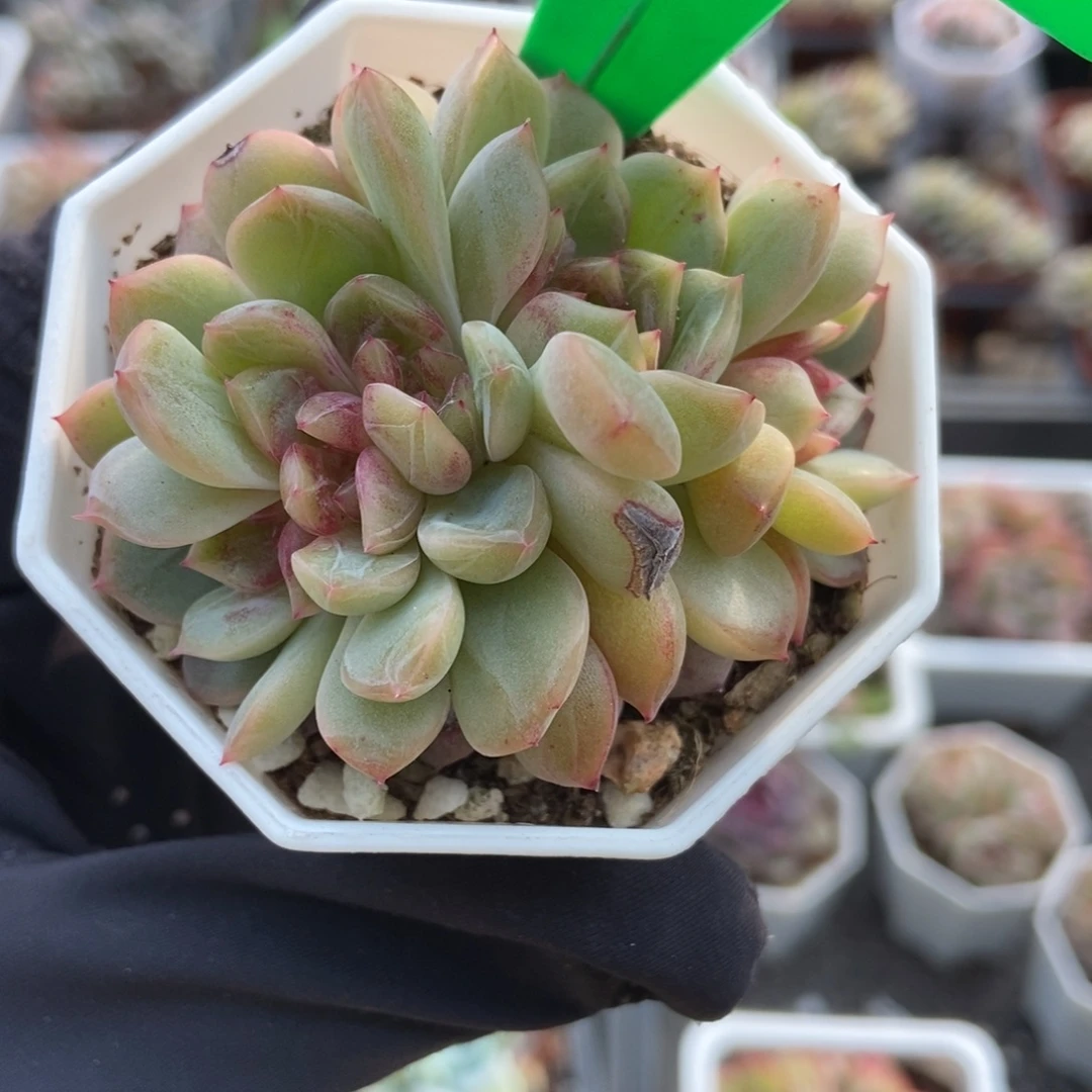 884糖果珍妮多肉植物