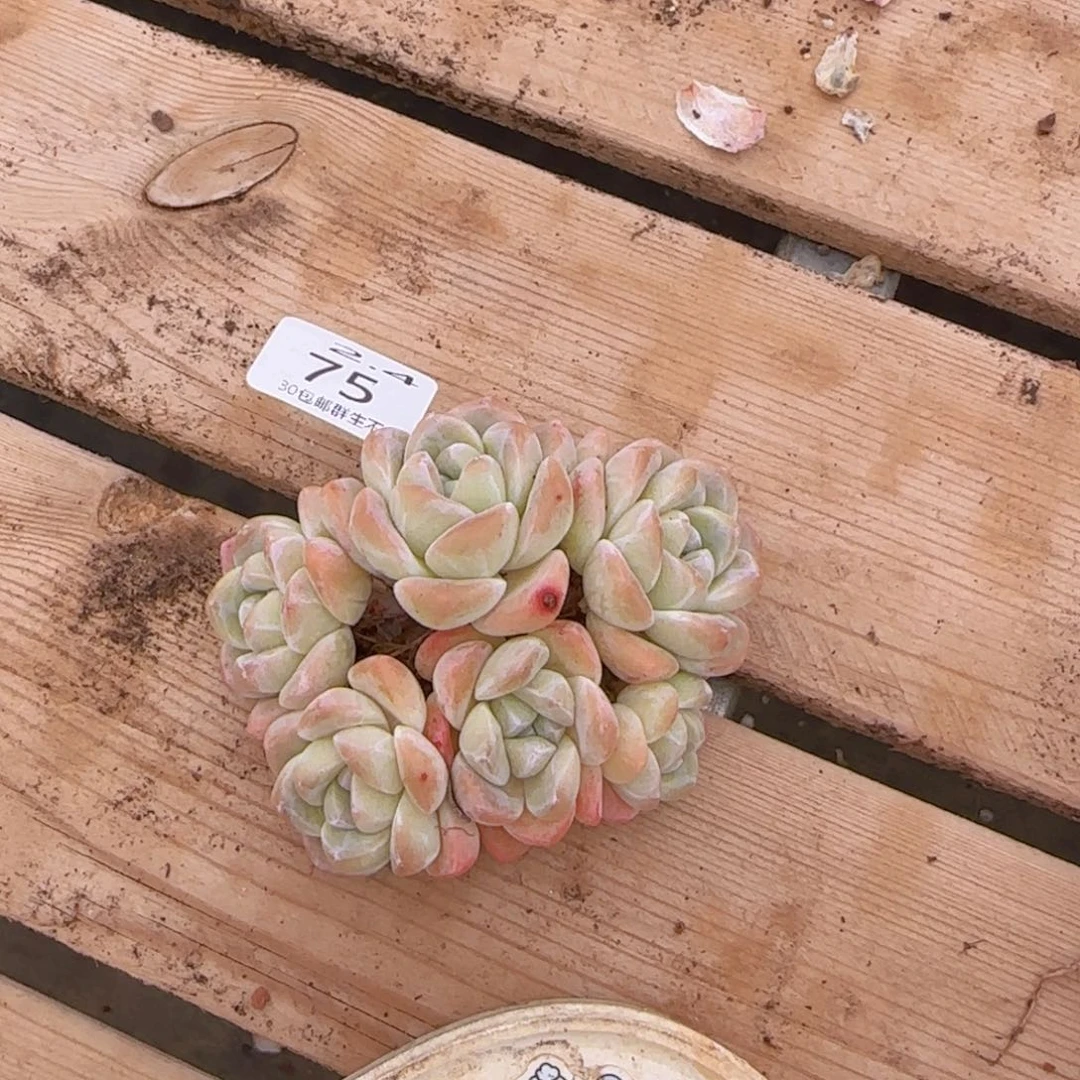 六头冰玉老桩一颗