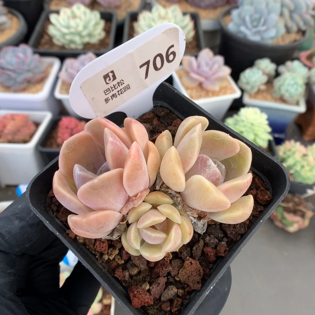 706 汉堡多肉多肉