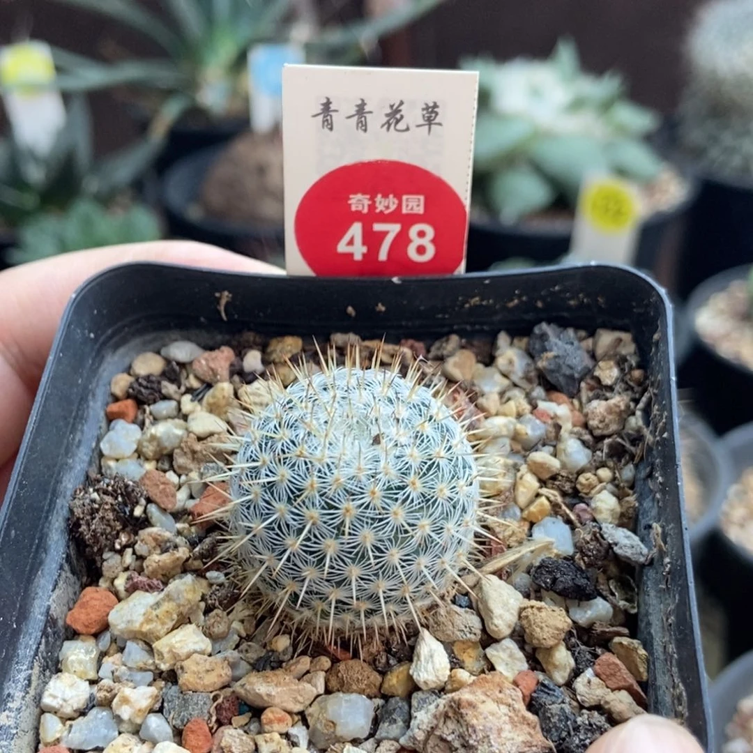 实生梦黄金一棵6988