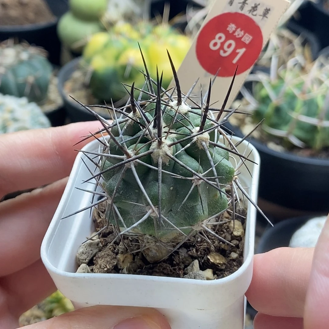实生狂黑刺龙爪球3.5cm