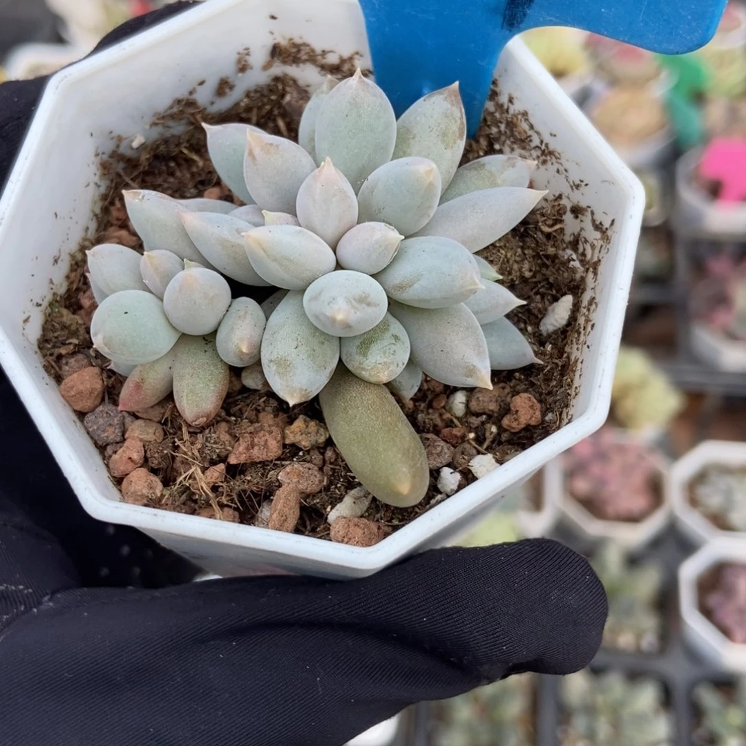 799哥特多肉植物多肉