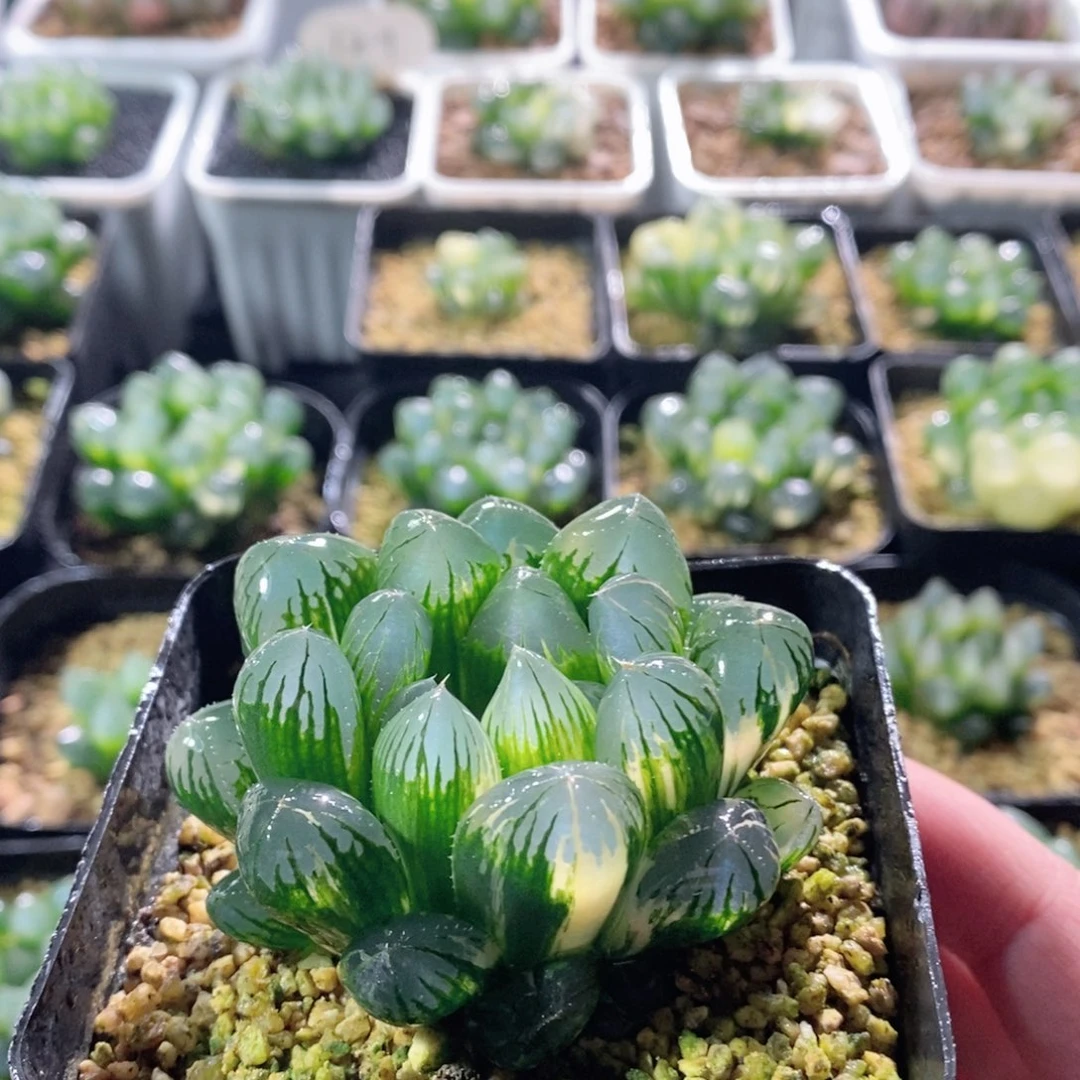 实生玉露锦多肉植物