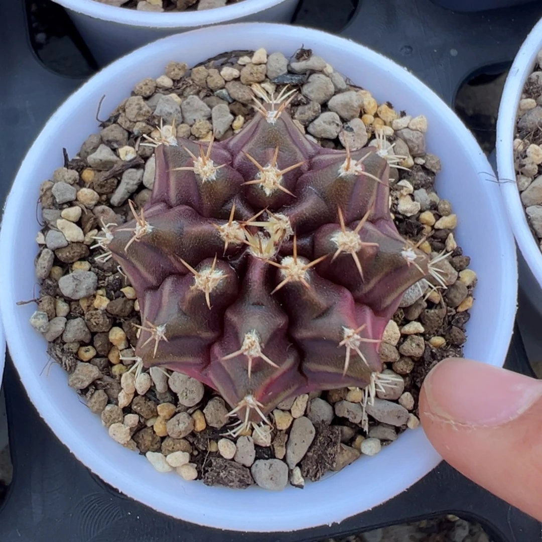 352好看的米哈冲冲冲