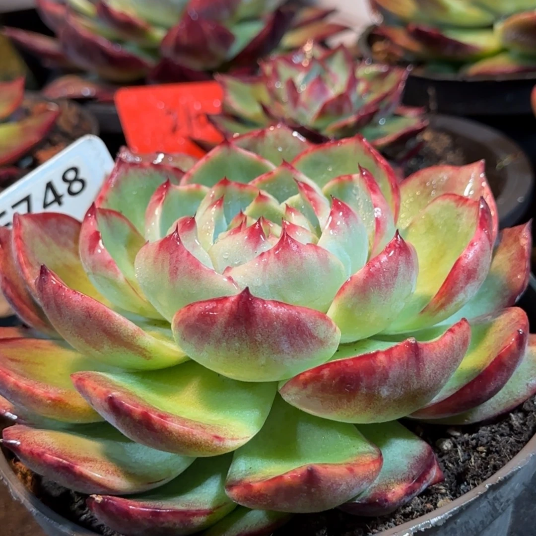 惊鸿一物一拍包装收缩花旱748