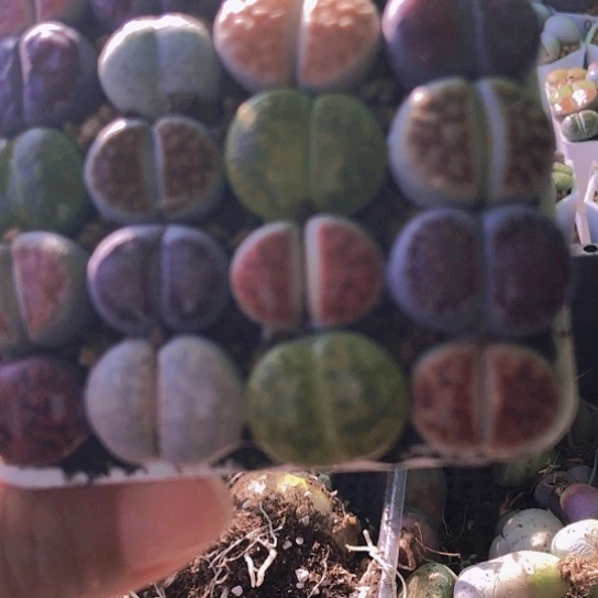 无花朵0973，20颗彩色如图