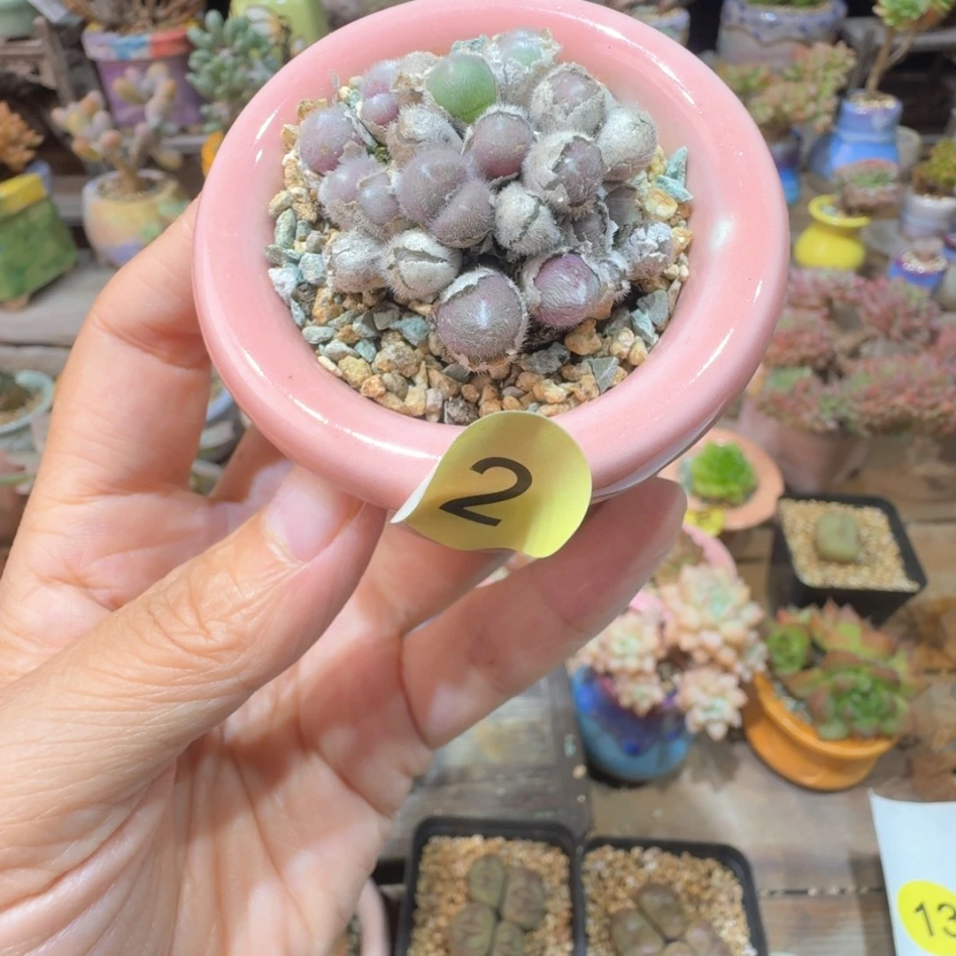 2 多肉含盆土30元包邮➗偏远