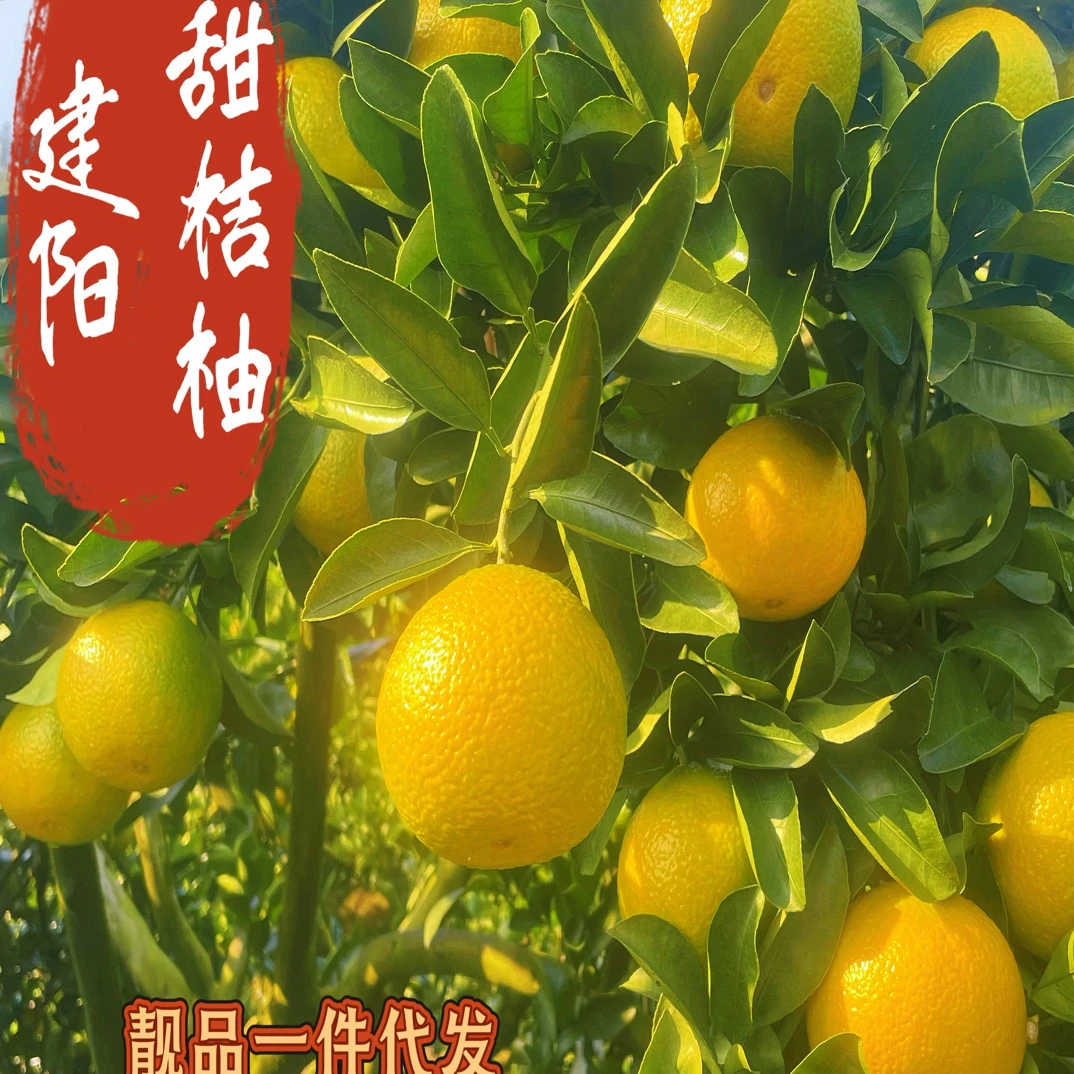 正宗福建建阳酸甜桔柚新鲜多汁酸甜可口头茬
