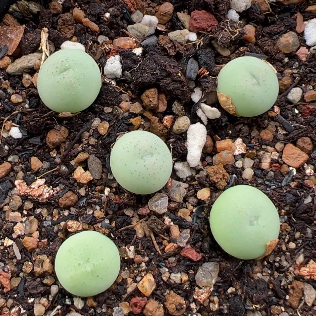 5.11好看的多肉脱土发货752