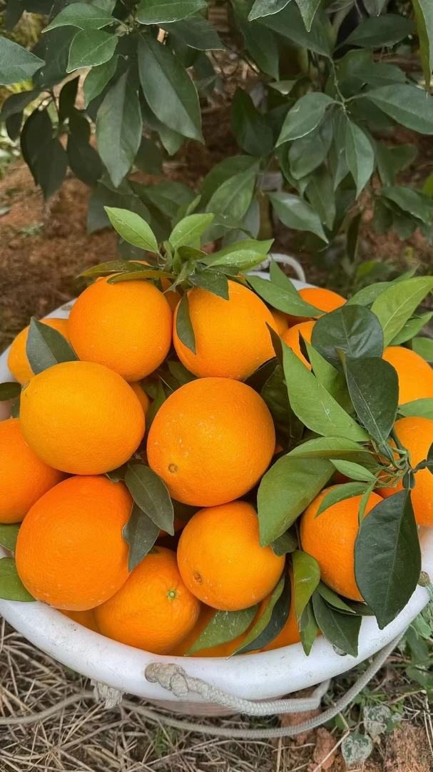 正宗赣南脐橙新鲜现摘果园直发香甜多汁当季水果