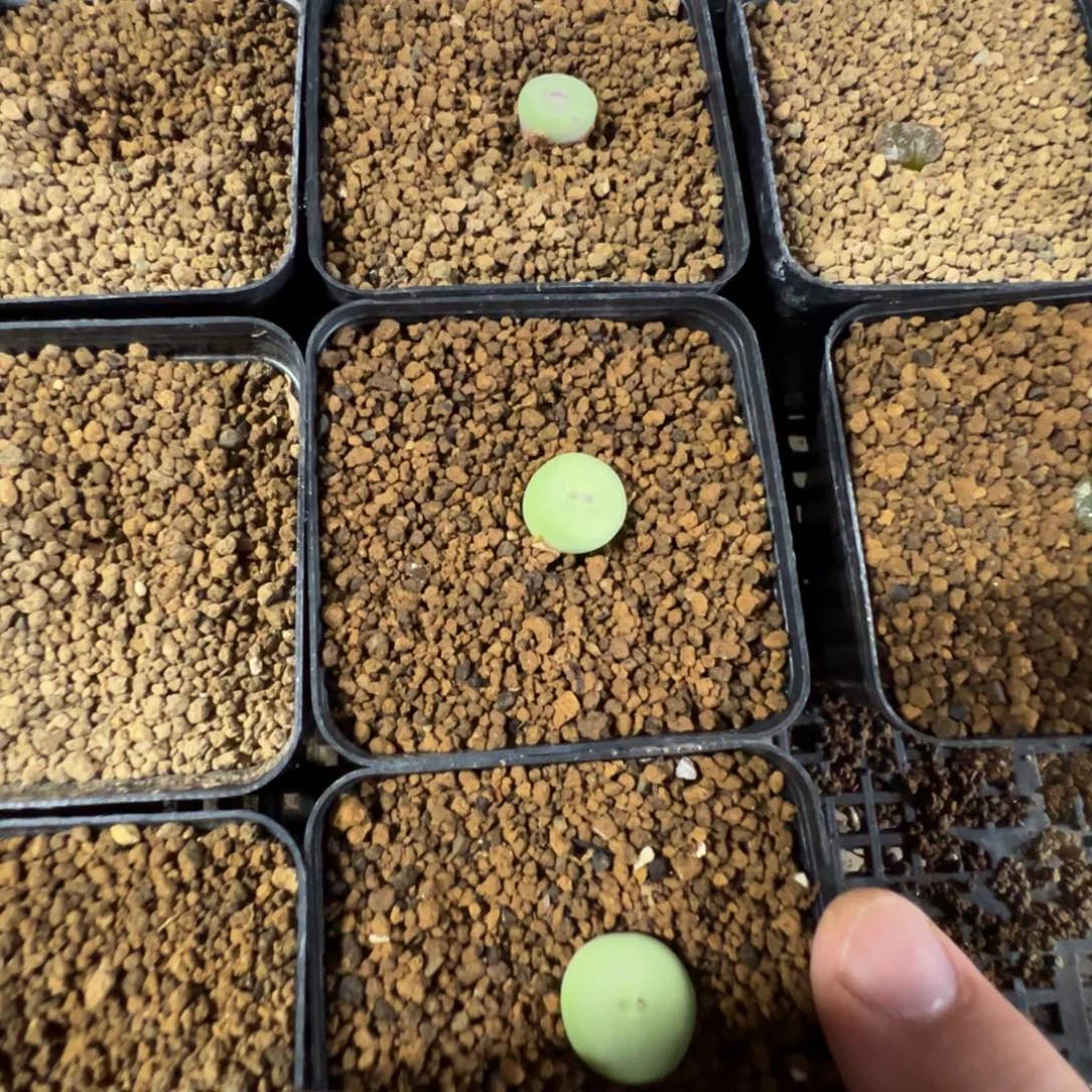 14-42量拍紫皮大型嘴一颗