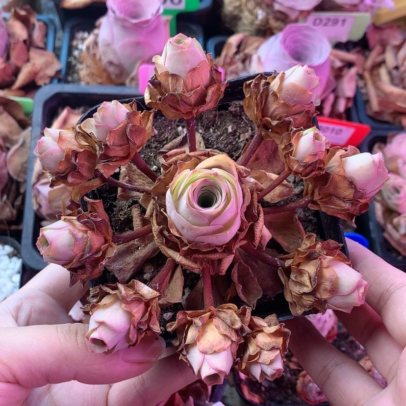 【闪购商品】飘枝福利809