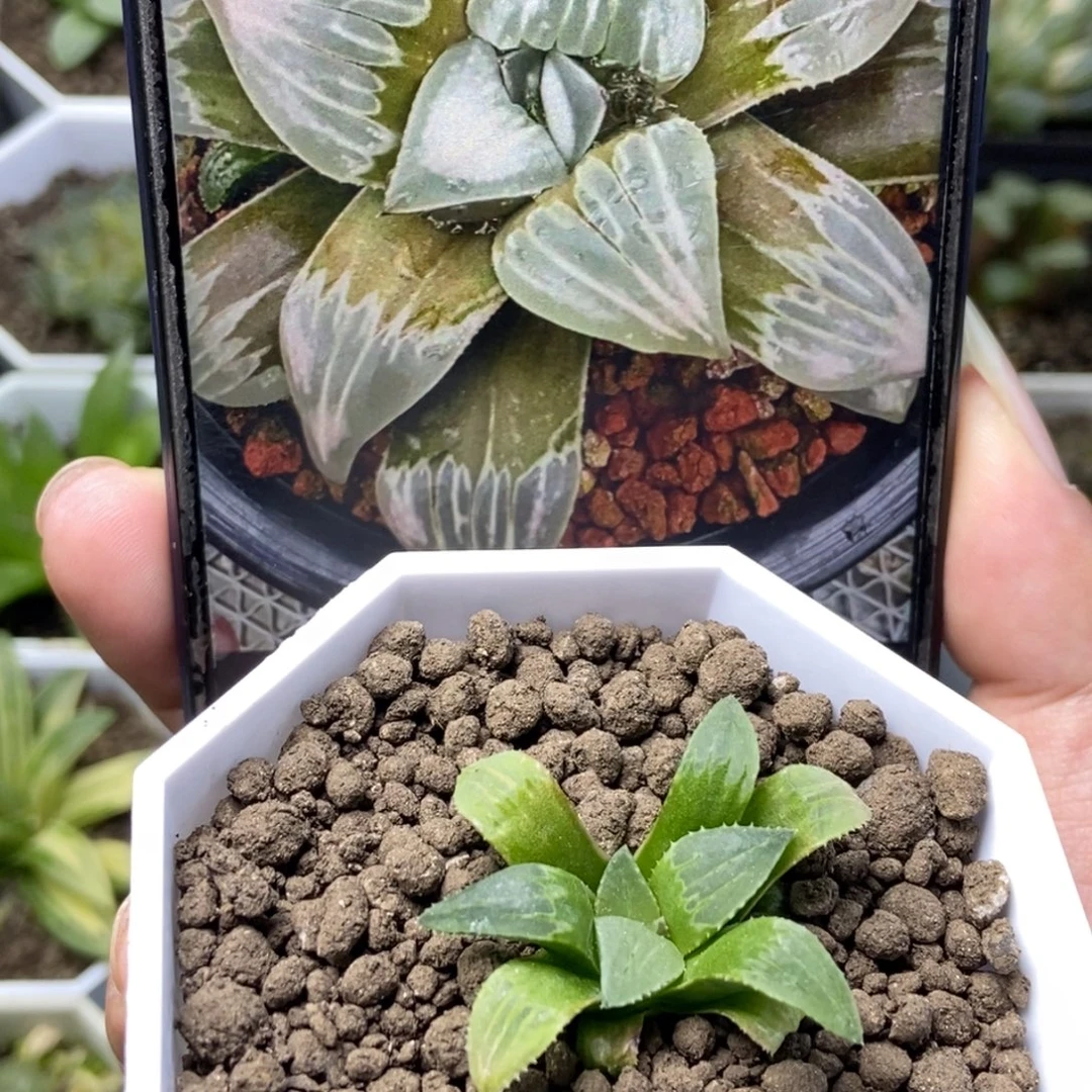 白百何S实生寿一物一拍