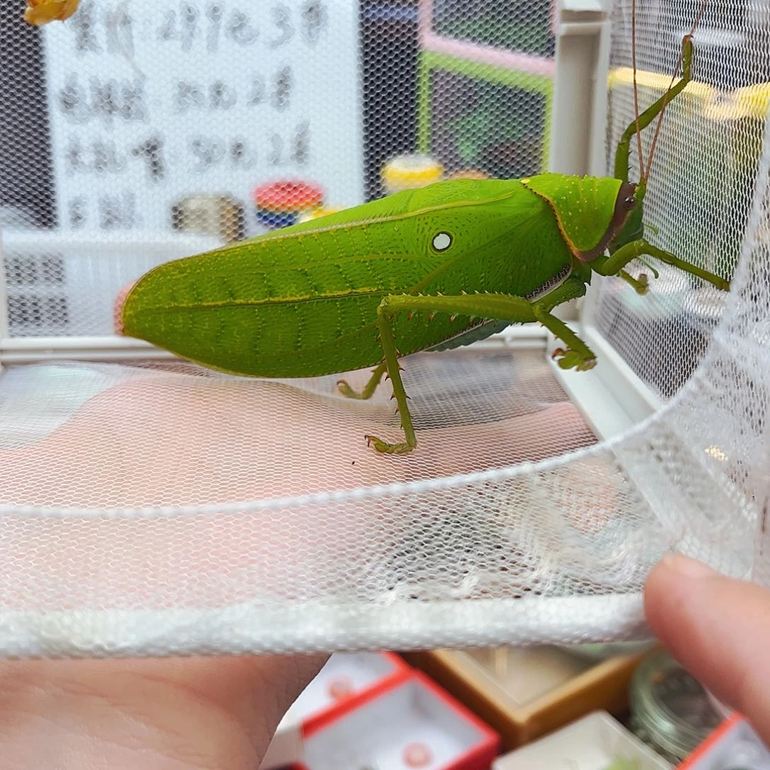 巨拟哦送紫竹哈哈哈哈哈