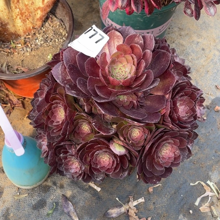 多肉桃花石法师777