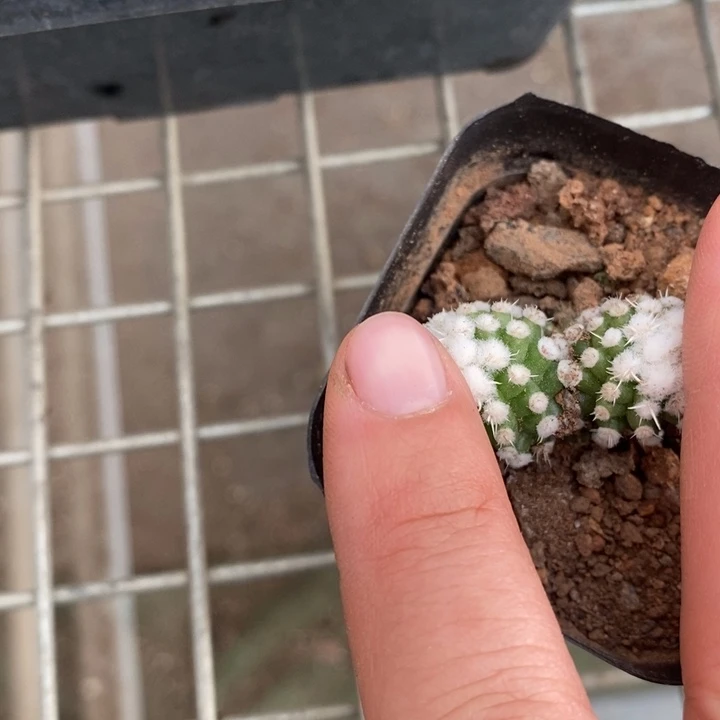 草***?伯克利和格蕾纳等著名音乐