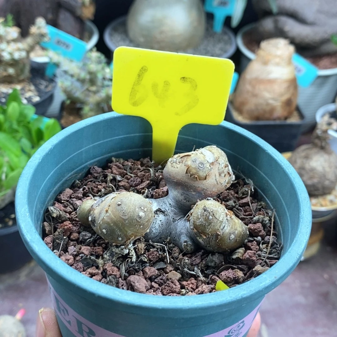 产地格加厚敦菊多肉植物